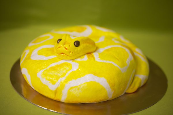 Tarta con forma de serpiente, cubierta con fondant amarillo y manchas blancas con pintura comestible, y una pequeña cabeza tallada en fondant.